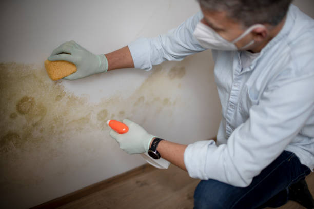 Best Mold Cleaning Services  in Neptune City, NJ
