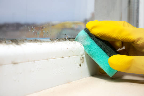Trusted Neptune City, NJ Mold Removal Experts